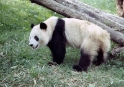 Giant panda, Xian China 2
